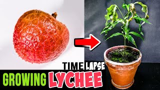 Growing Lychee Tree From Seed 76 Days Time Lapse [upl. by Johannes230]