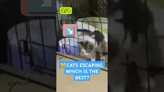 😸Cat escape artist which is the best cat escape pets animals [upl. by Seleta]