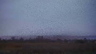 Starlings 31st Oct Film Look Edit and Topaz [upl. by Lobell830]