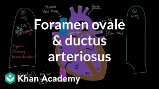 Foramen ovale and ductus arteriosus  Circulatory system physiology  NCLEXRN  Khan Academy [upl. by Judon662]