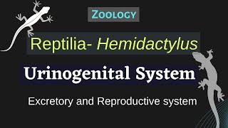 Reptilia Hemidactylus  Urinogenital System  Zoology [upl. by Erwin]