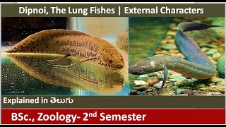 Dipnoi  The Lung Fishes  External Characters  Fishes  BSc Zoology 2nd semester  HSR Bioinfo [upl. by Nagud]