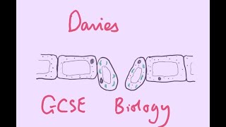 GCSE Biology 14 Cell Division  Mitosis [upl. by Anisamoht]