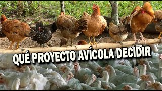 QUÉ PROYECTO AVÍCOLA ESCOGER [upl. by Saiasi]