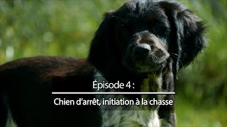 Chiens de chasse 4  Chiens darrêt initiation à la chasse [upl. by Amalburga]