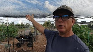 Installing 30 Shade cloth over Garden for Better Vegetation Growth and Health [upl. by Aneema]