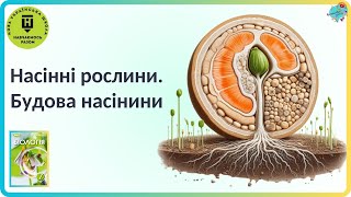 Насінні рослини Будова насінини [upl. by Hermione]