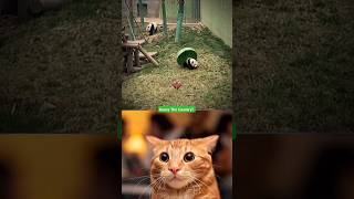 Cute Panda baby 😺😺😺Ohio cat reaction cat shorts memes popular [upl. by Biamonte]