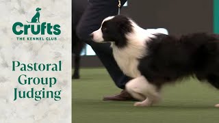 Pastoral Group Judging  Crufts 2024 [upl. by Adhern90]