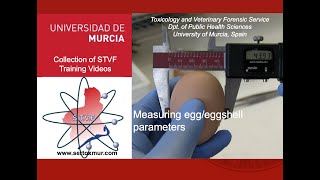 Measuring eggs and eggshells [upl. by Stacie]