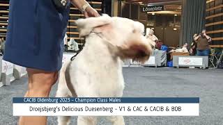 Spinone Italiano Dog Show  CACIB Oldenburg 2023 [upl. by Shelagh]