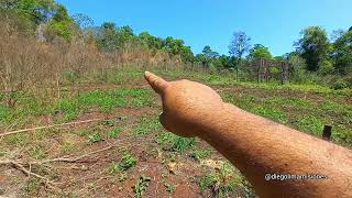 preparando la tierra para arar con buey cortando con motosierra antiguas [upl. by Etnaik]