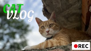 Cat with Gopro Cat Parkour Climbing up the tree [upl. by Bonny464]