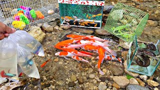 Catching colorful ornamental fish koi fish betta fish crocodiles catfish goldfish arowana [upl. by Brott]