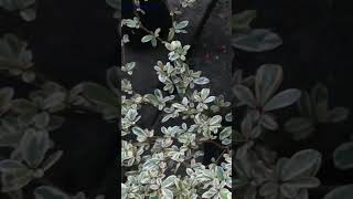 Rhamnus Alaternus Variegata variegata variegated 👓⛳🧩🔑💰💸🌿 [upl. by Lupee]