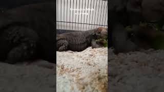 Uromastyx makan mukbang dhab kadalgurun reptiles hewanpeliharaan hewanunik hewanlucu [upl. by Nylsoj]