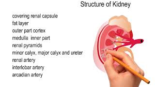 Structure of Kidney [upl. by Noved471]