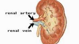 Lecture On Anatomy of the Urinary Bladder [upl. by Ynnos353]