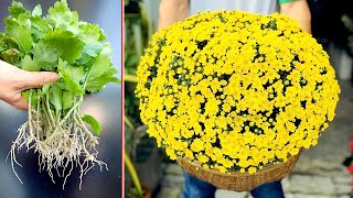 How to propagate chrysanthemums very simple from young tops you should do [upl. by Sandell]