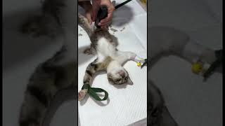 how to spaying cat [upl. by Zsazsa]