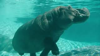 Hippos Amahle and Funani Return to Ituri Forest  San Diego Zoo [upl. by Ayama]