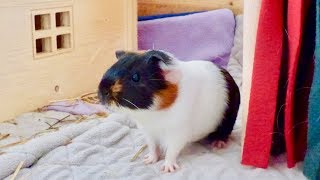 Guinea Pig Introduction amp Bonding with so much Popcorning [upl. by Cuttie]