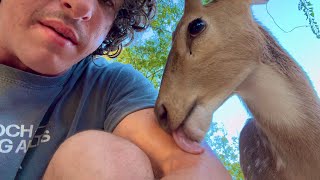 Why I Ate This Baby Deer Apology Video [upl. by Yblek]