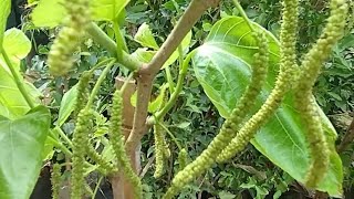 amora pakistanesa gigante 15 cm a mais doce 30000 com fruta acerola gigante goiaba gigante enviamos [upl. by Granniah672]