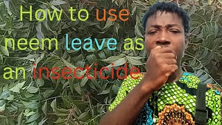 using neem leave as an insecticide [upl. by Htiek]