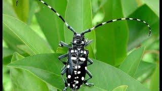 Invasive Species  Asian Longhorn Beetle [upl. by Ailin340]