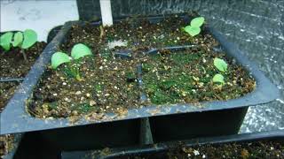 delphinium seedlings delphinium seeds germinated [upl. by Blancha]