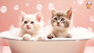 RELAXING CAT MUSIC and kittens  Sleep Music For Cats  Sleepy Cat [upl. by Devonne]