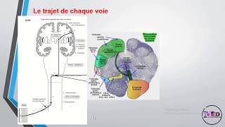 Physiologie de la somesthésie 1ère partie [upl. by Alf]