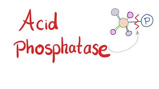 Acid Phosphatase  Lab Test 🧪  What’s the Use [upl. by Issej624]