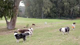 Border Collies [upl. by Dessma]