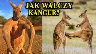 KANGUR  Umięśniony Kickboxer z Australii [upl. by Thomasina695]