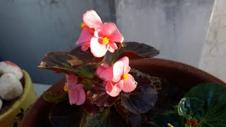 Begonia Plant Care  बिगोनिया पौधे की देखभाल [upl. by Irrot962]