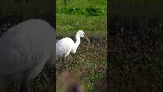 Great White Egret eating a Frog slomo shorts [upl. by Sumerlin818]