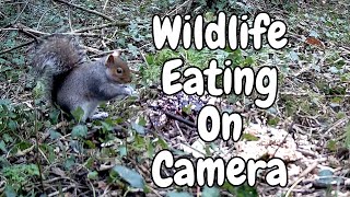 Trailcam Wildlife Feast in The Woods 🐿️🐦🦊 [upl. by Ymij]