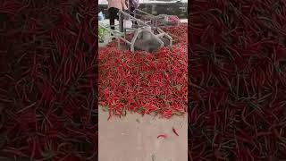 chilli dring process  Desi Jugad  Indian Farmer  shorts  yummyfarm  farmya  TechnicalFarming [upl. by Desberg]