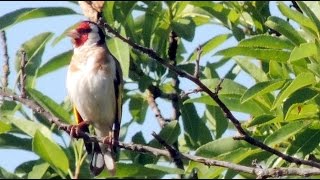 European Goldfinch  Distelfink  Carduelis carduelis singing [upl. by Dygall]