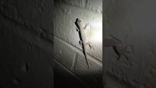 House gecko Hemidactylus mabouia on a wall near San Diego shorts [upl. by Nnazil]