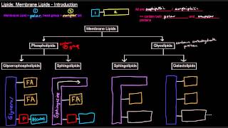 Lipids Part 5 of 11  Membrane Lipids  Intro [upl. by Aliban]