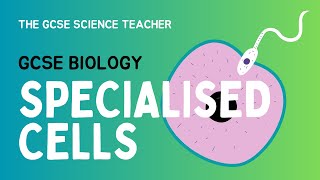 GCSE Biology Lesson 2 Specialised Cells AQA OCR Edexcel [upl. by Ninnette546]