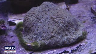 Aquarium researchers working to save Florida reef tract [upl. by Aerona]