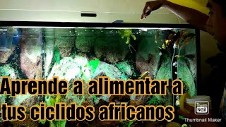 Como alimentar a mis ciclidos africanos y a sus alevines [upl. by Verity]