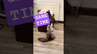 Let’s play 🥰 meow astenfamily cat asten кот котики мяу catlover askim [upl. by Aneger292]