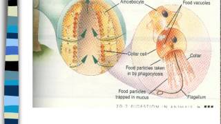 Phylum Porifera and Cnidaria [upl. by Mckay]