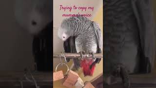 Trying to copy mummys voice shorts shortvideo trendingshorts youtubeshorts parrottalkies [upl. by Pan517]