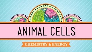 Eukaryopolis  The City of Animal Cells Crash Course Biology 4 [upl. by Emelun982]